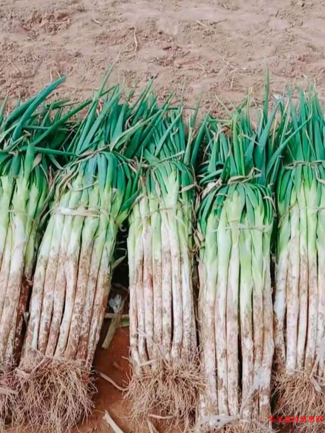 雪莲果种苗长豆角种子能长一米的豆角种子新品种