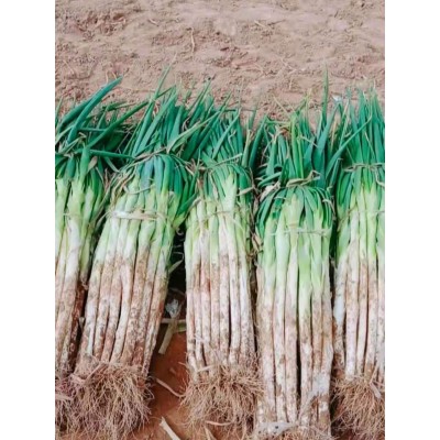 雪莲果种苗长豆角种子能长一米的豆角种子新品种