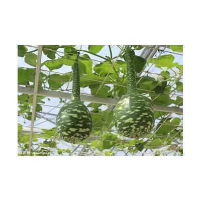 天鹅葫芦种子 葫芦种子鹤首葫芦种子，观赏葫芦种子