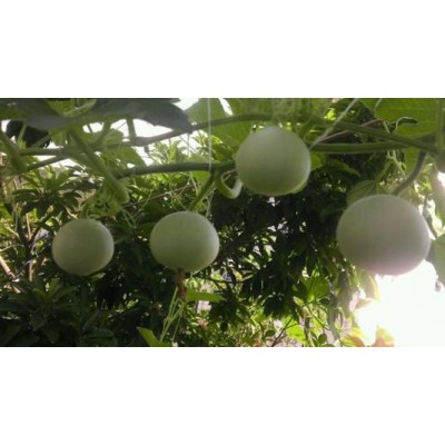 葫芦娃种子 观赏葫芦新品种鸡蛋葫芦种子