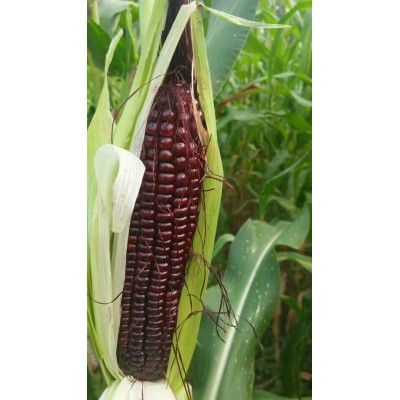 高产玉米种子 黑糯玉米种子 糯棒子种子