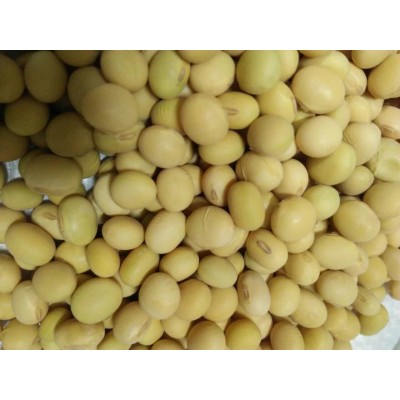 高产——大粒大豆种子超甜水果玉米种子